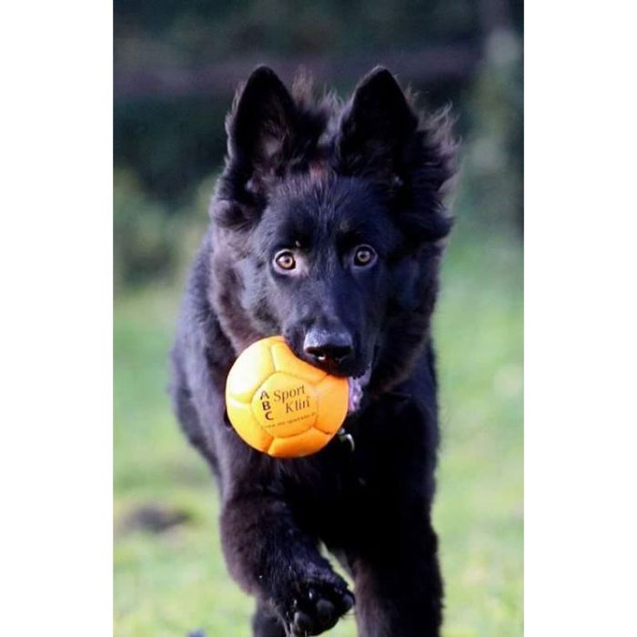 ABC Pelota training H2O