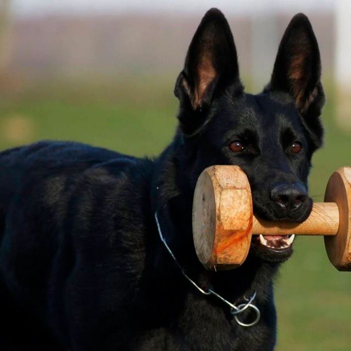 Dingo Gear Apport para IGP de madera de haya
