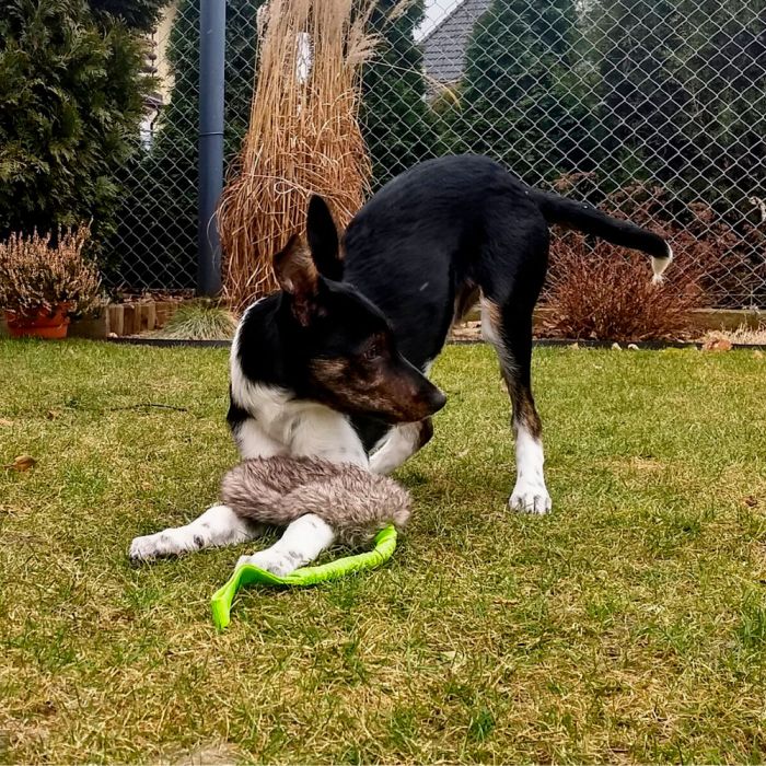 Dingo Motivador de piel sintética con chirriador y asa elástica