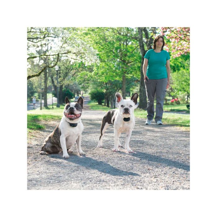 PetSafe Sistema de adiestramiento 300 m