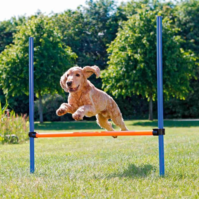 Trixie Valla para agility