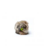 Sporthund Pelota de tenis Mystique con funda de conejo